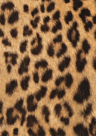 Cosatto Footmuff  Hear Us Roar
